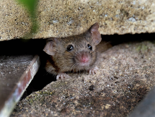The house mouse is a small mammal of the order Rodentia, characteristically having a pointed snout, large rounded ears, and a long and hairy tail. It is one of the most abundant species of the genus Mus.