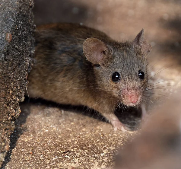 Домашняя Мышь Является Мелким Млекопитающим Порядка Rodentia Характерно Имеющим Острый — стоковое фото