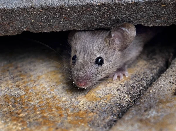 Ratón Casa Pequeño Mamífero Del Orden Rodentia Característicamente Con Hocico —  Fotos de Stock