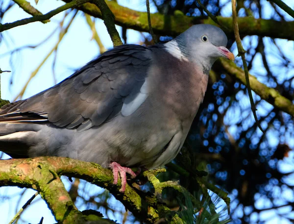 The common wood pigeon is a large species in the dove and pigeon family. It belongs to the genus Columba and, like all pigeons and doves, belongs to the family Columbidae