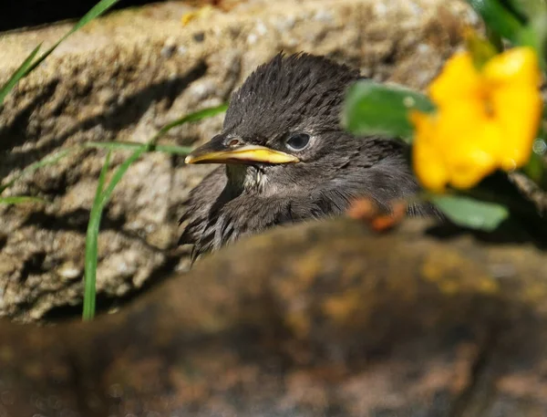 Estorninho Comum Sturnus Vulgaris Também Conhecido Como Estorninho Europeu Nas — Fotografia de Stock