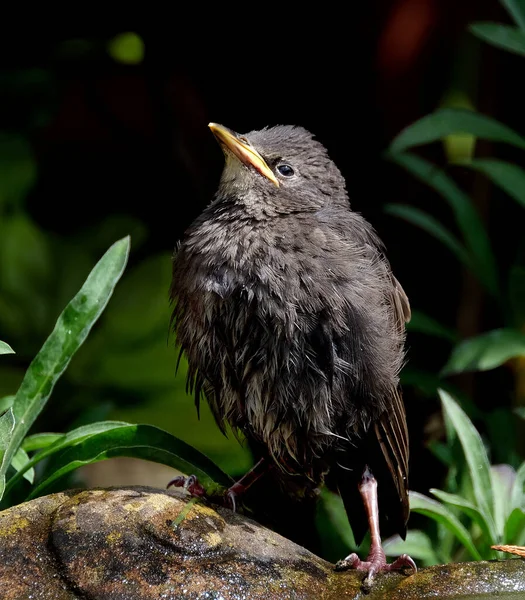 Obyčejný Špaček Sturnus Vulgaris Také Známý Jako Špaček Nebo Britských — Stock fotografie