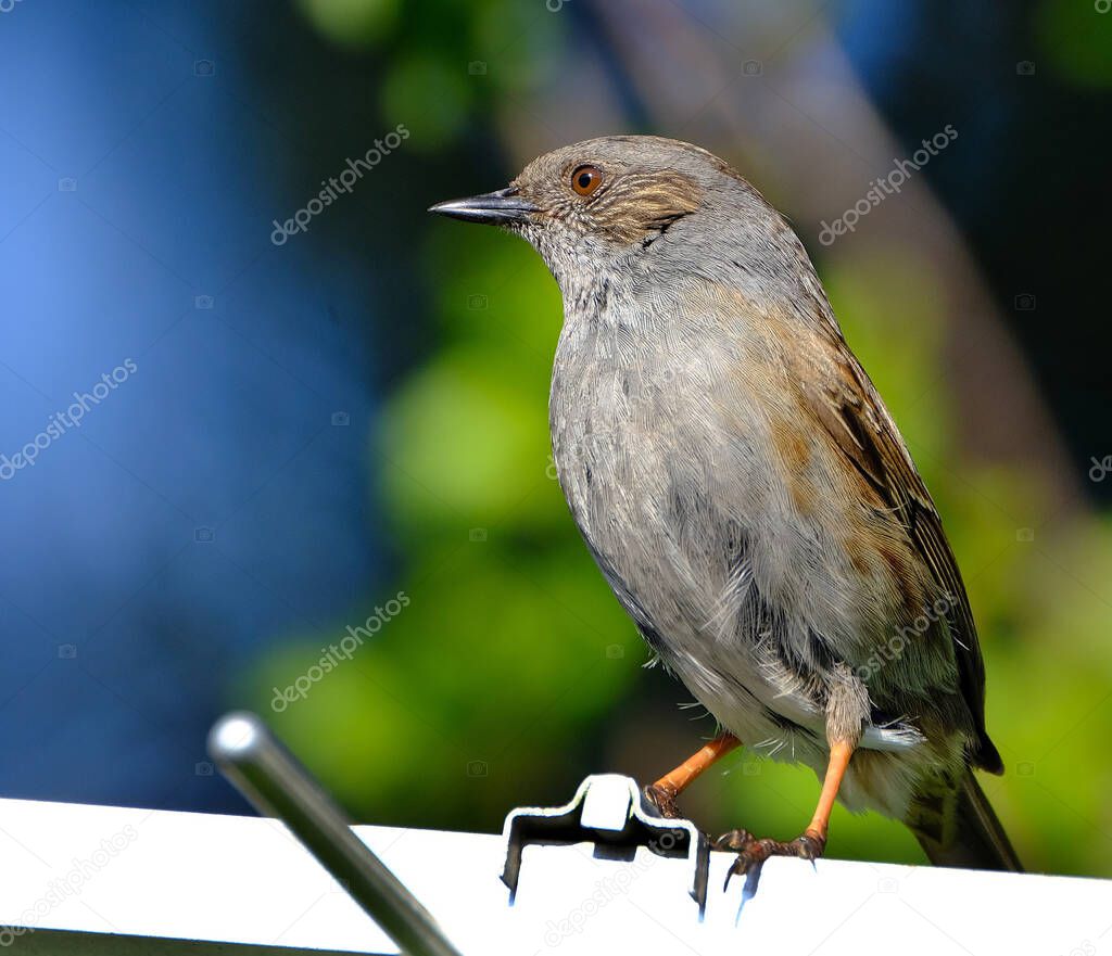 The dunnock is a small passerine, or perching bird, found throughout temperate Europe and into Asian Russia. Dunnocks have also been successfully introduced into New Zealand.