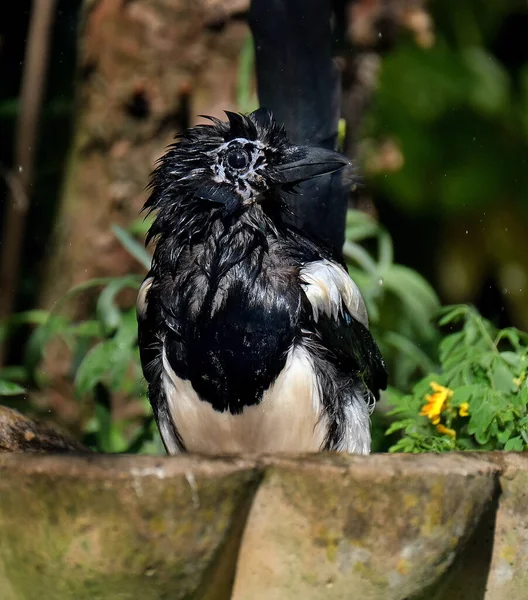 Straky Jsou Ptáci Čeledi Corvidae Černá Bílá Euroasijská Straka Široce — Stock fotografie