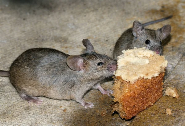 Topo Domestico Piccolo Mammifero Dell Ordine Rodentia Tipicamente Con Muso — Foto Stock