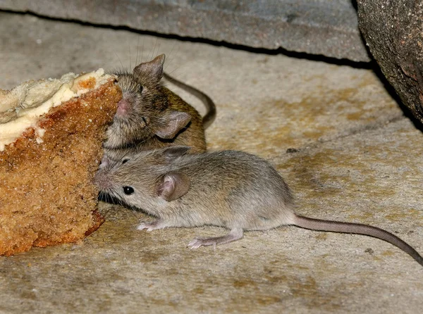 Ratón Casa Pequeño Mamífero Del Orden Rodentia Característicamente Con Hocico —  Fotos de Stock