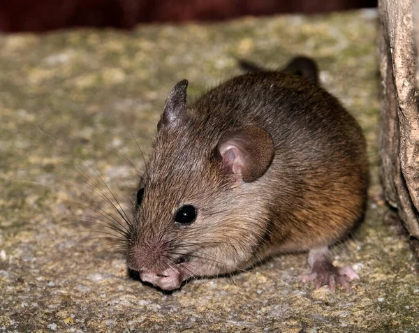 家鼠是啮齿类动物中的小哺乳动物 其特征是有尖鼻孔 大圆圆的耳朵和长长的毛尾巴 — 图库照片
