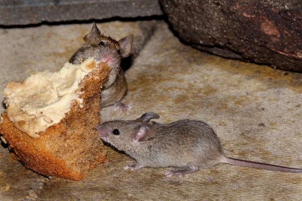 Домашняя Мышь Мелкое Млекопитающее Порядка Rodentia Характерно Имеющее Острый Нос — стоковое фото