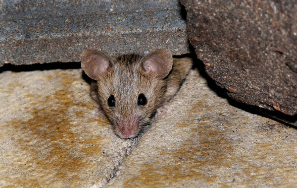 The house mouse is a small mammal of the order Rodentia, characteristically having a pointed snout, large rounded ears, and a long and hairy tail