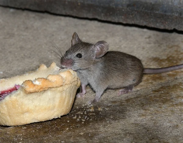 Rato Doméstico Pequeno Mamífero Ordem Rodentia Caracteristicamente Tendo Focinho Pontiagudo — Fotografia de Stock