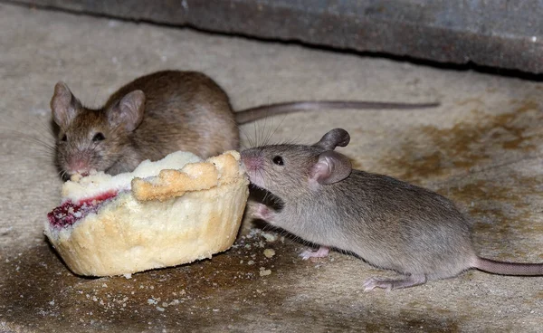 Ποντίκι Σπίτι Είναι Ένα Μικρό Θηλαστικό Της Τάξης Rodentia Χαρακτηριστικά — Φωτογραφία Αρχείου