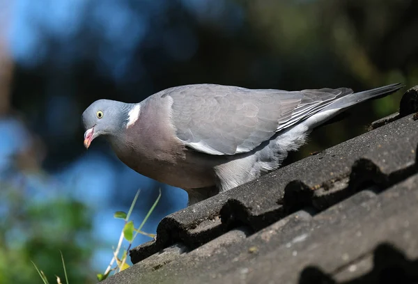 Wood pigeons are our largest and commonest pigeon. They have small, round, grey heads, white neck patches, a pink breast, and greyish bodies.