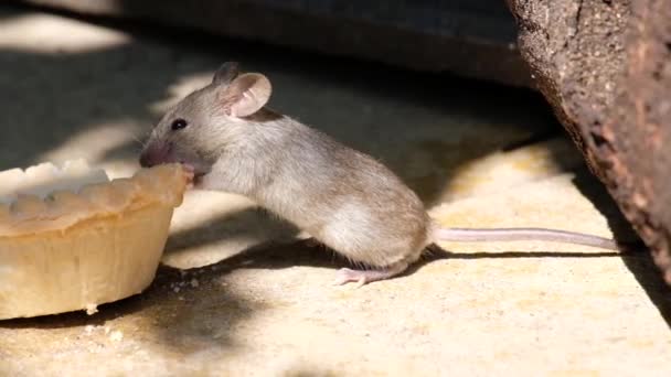 Ratones Alimentándose Pastel Desechado Jardín Urbano — Vídeos de Stock