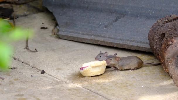 Ratos Alimentando Bolo Descartado Jardim Urbano — Vídeo de Stock