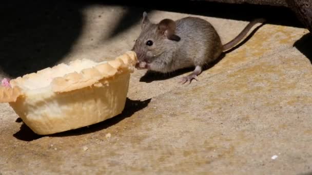 Mäuse Fressen Ausrangierten Kuchen Städtischen Hausgarten — Stockvideo