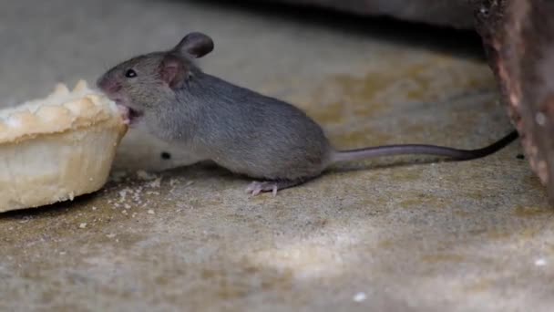 都市の家の庭で捨てられたケーキの上にマウスの餌 — ストック動画