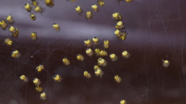 Jóvenes Arañas Jardín Conocidas Como Arañas Poco Después Eclosión Gran — Vídeos de Stock