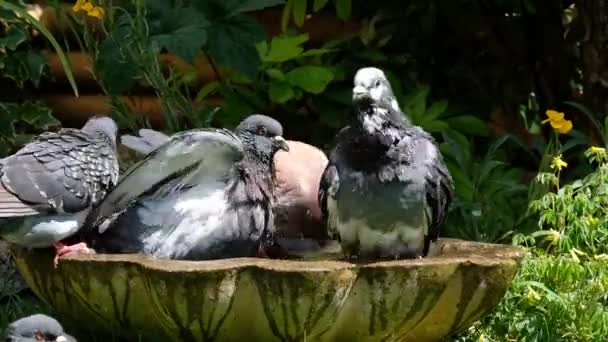 Pigeons sauvages se lavant dans une maison urbaine bain de jardin.