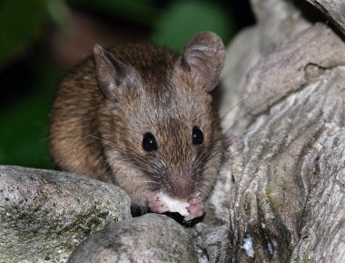 Ev faresi, sivri burunlu, büyük yuvarlak kulaklı ve uzun ve kıllı kuyruklu kemirgen türünden küçük bir memeli türüdür. Mus cinsinin en bol bulunan türlerinden biridir.. 