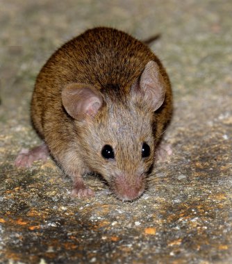 Ev faresi, sivri burunlu, büyük yuvarlak kulaklı ve uzun ve kıllı kuyruklu kemirgen türünden küçük bir memeli türüdür. Mus cinsinin en bol bulunan türlerinden biridir.. 