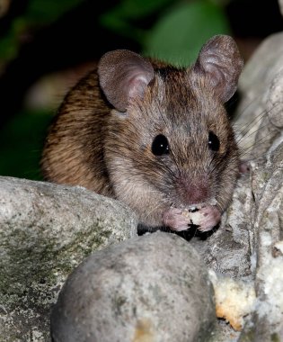 Ev faresi, sivri burunlu, büyük yuvarlak kulaklı ve uzun ve kıllı kuyruklu kemirgen türünden küçük bir memeli türüdür. Mus cinsinin en bol bulunan türlerinden biridir.. 