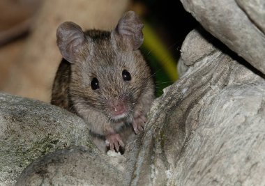Ev faresi, sivri burunlu, büyük yuvarlak kulaklı ve uzun ve kıllı kuyruklu kemirgen türünden küçük bir memeli türüdür. Mus cinsinin en bol bulunan türlerinden biridir.. 