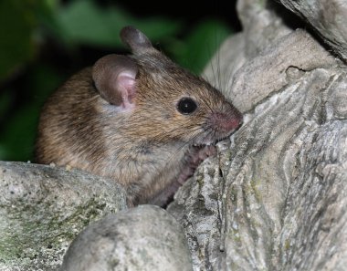 Ev faresi, sivri burunlu, büyük yuvarlak kulaklı ve uzun ve kıllı kuyruklu kemirgen türünden küçük bir memeli türüdür. Mus cinsinin en bol bulunan türlerinden biridir.. 