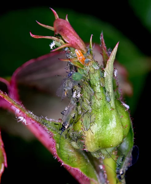 Los Áfidos Son Pequeños Insectos Chupadores Savia Miembros Superfamilia Aphidoidea —  Fotos de Stock