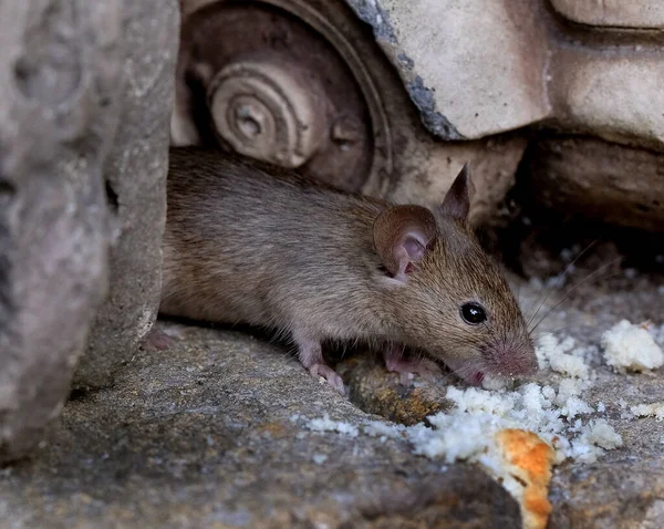 Ratón Casa Pequeño Mamífero Del Orden Rodentia Característicamente Con Hocico —  Fotos de Stock