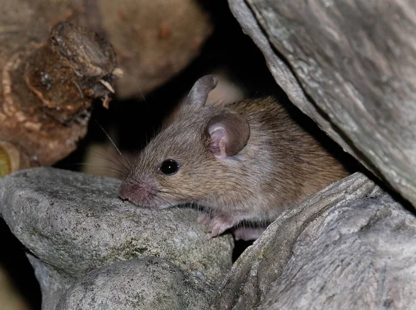 Topo Domestico Piccolo Mammifero Dell Ordine Rodentia Che Tipicamente Muso — Foto Stock