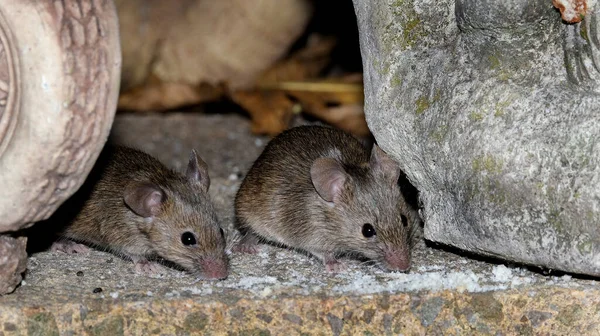 Souris Domestique Est Petit Mammifère Ordre Des Rodentia Caractérisé Par — Photo