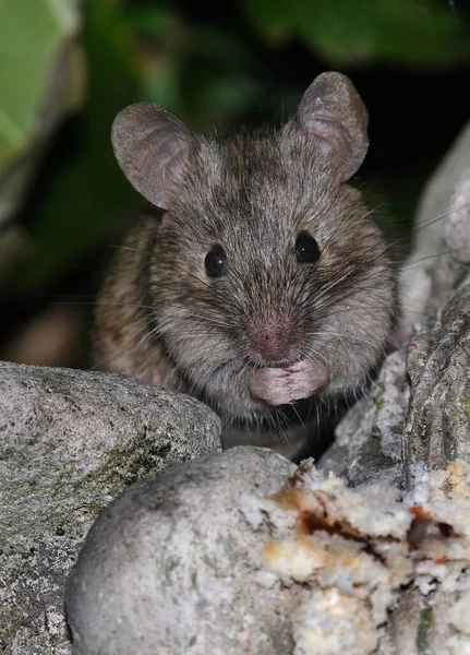 家のマウスはロデティアの小さな哺乳動物であり 特徴的には尖った鼻先 大きな丸みを帯びた耳 長い毛のある尾を持っている これはMus属の中で最も豊富な種の一つである — ストック写真
