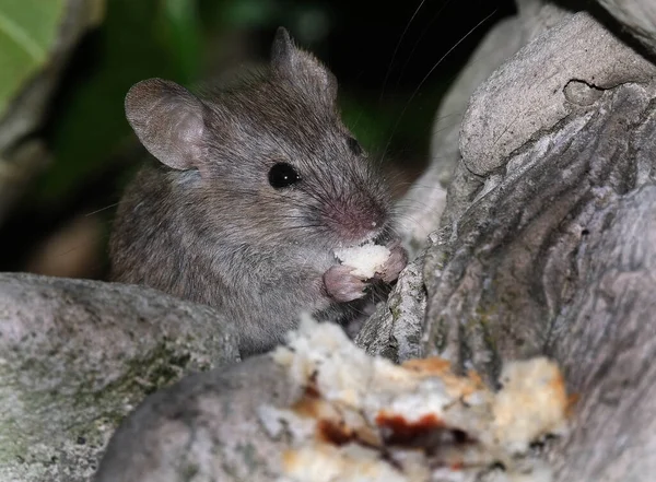 家のマウスはロデティアの小さな哺乳動物であり 特徴的には尖った鼻先 大きな丸みを帯びた耳 長い毛のある尾を持っている これはMus属の中で最も豊富な種の一つである — ストック写真