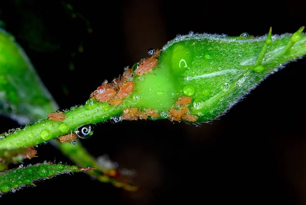 Aphids Дрібні Собачий Комахи Члени Надродини Aphidoidea Поширені Назви Включають — стокове фото