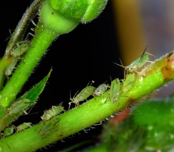 Blattläuse Sind Kleine Saftsaugende Insekten Und Gehören Zur Überfamilie Der — Stockfoto