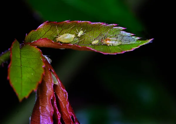 Los Áfidos Son Pequeños Insectos Chupadores Savia Miembros Superfamilia Aphidoidea —  Fotos de Stock