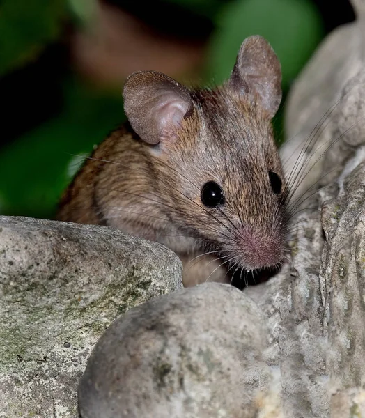 Домашняя Мышь Является Мелким Млекопитающим Порядка Rodentia Характерно Имеющим Острый — стоковое фото