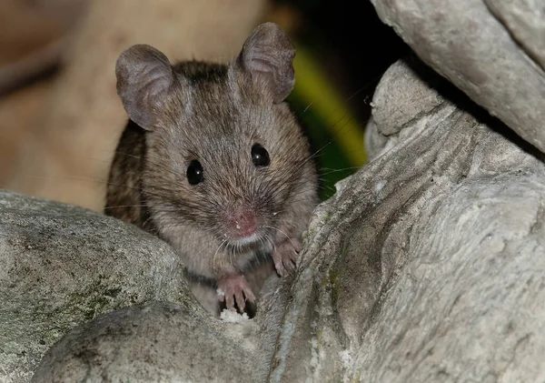 Ratón Casa Pequeño Mamífero Del Orden Rodentia Característicamente Con Hocico —  Fotos de Stock