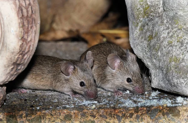 家のマウスはロデティアの小さな哺乳動物であり 特徴的には尖った鼻先 大きな丸みを帯びた耳 長い毛のある尾を持っている これはMus属の中で最も豊富な種の一つである — ストック写真