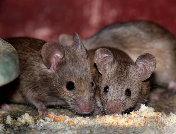 Домашняя Мышь Является Мелким Млекопитающим Порядка Rodentia Характерно Имеющим Острый — стоковое фото