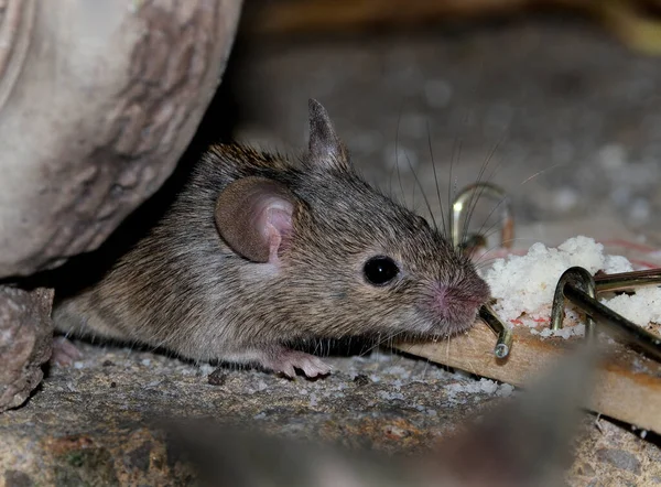 Souris Domestique Est Petit Mammifère Ordre Des Rodentia Caractérisé Par — Photo