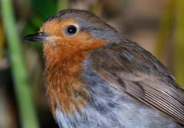 Европейский Робин Известный Британских Островах Robin Robin Redbreast Маленькая Прожорливая — стоковое фото