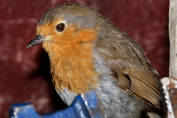 Европейский Робин Известный Британских Островах Robin Robin Redbreast Маленькая Прожорливая — стоковое фото