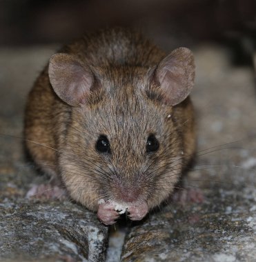 Ev faresi, sivri burunlu, büyük yuvarlak kulaklı ve uzun ve kıllı kuyruklu kemirgen türünden küçük bir memeli türüdür. Mus cinsinin en bol bulunan türlerinden biridir..