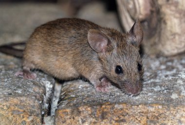 Ev faresi, sivri burunlu, büyük yuvarlak kulaklı ve uzun ve kıllı kuyruklu kemirgen türünden küçük bir memeli türüdür. Mus cinsinin en bol bulunan türlerinden biridir..