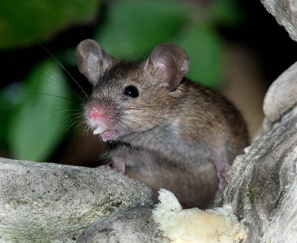 家のマウスはロデティアの小さな哺乳動物であり 特徴的には尖った鼻先 大きな丸みを帯びた耳 長い毛のある尾を持っている これはMus属の中で最も豊富な種の一つである — ストック写真