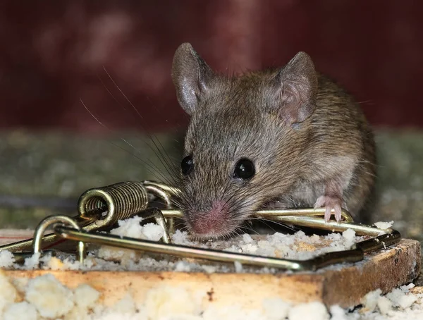 Souris Domestique Est Petit Mammifère Ordre Des Rodentia Caractérisé Par — Photo