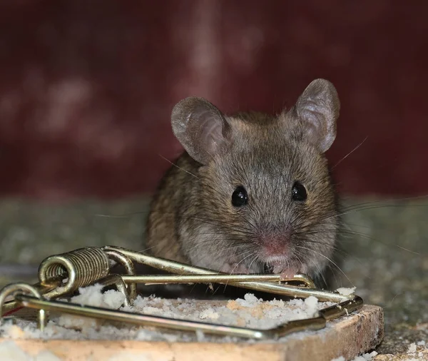 Rato Doméstico Pequeno Mamífero Ordem Rodentia Caracteristicamente Tendo Focinho Pontiagudo — Fotografia de Stock