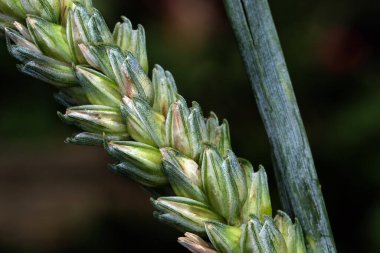 Buğday, tohumu için yaygın olarak ekilen bir ottur, dünya çapında önemli bir yiyecek olan tahıldır. Birçok buğday türü birlikte Triticum cinsini oluşturur; en yaygın olarak yetişen buğday türü yaygın buğdaydır.