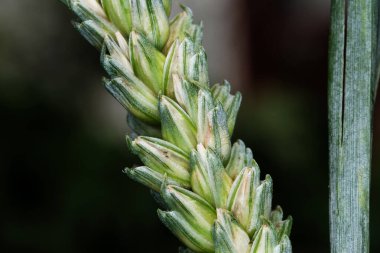 Buğday, tohumu için yaygın olarak ekilen bir ottur, dünya çapında önemli bir yiyecek olan tahıldır. Birçok buğday türü birlikte Triticum cinsini oluşturur; en yaygın olarak yetişen buğday türü yaygın buğdaydır.